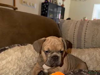 Franse Bulldog honden Franse Bulldog puppy’s 🩵🩷 - Advertentie 2