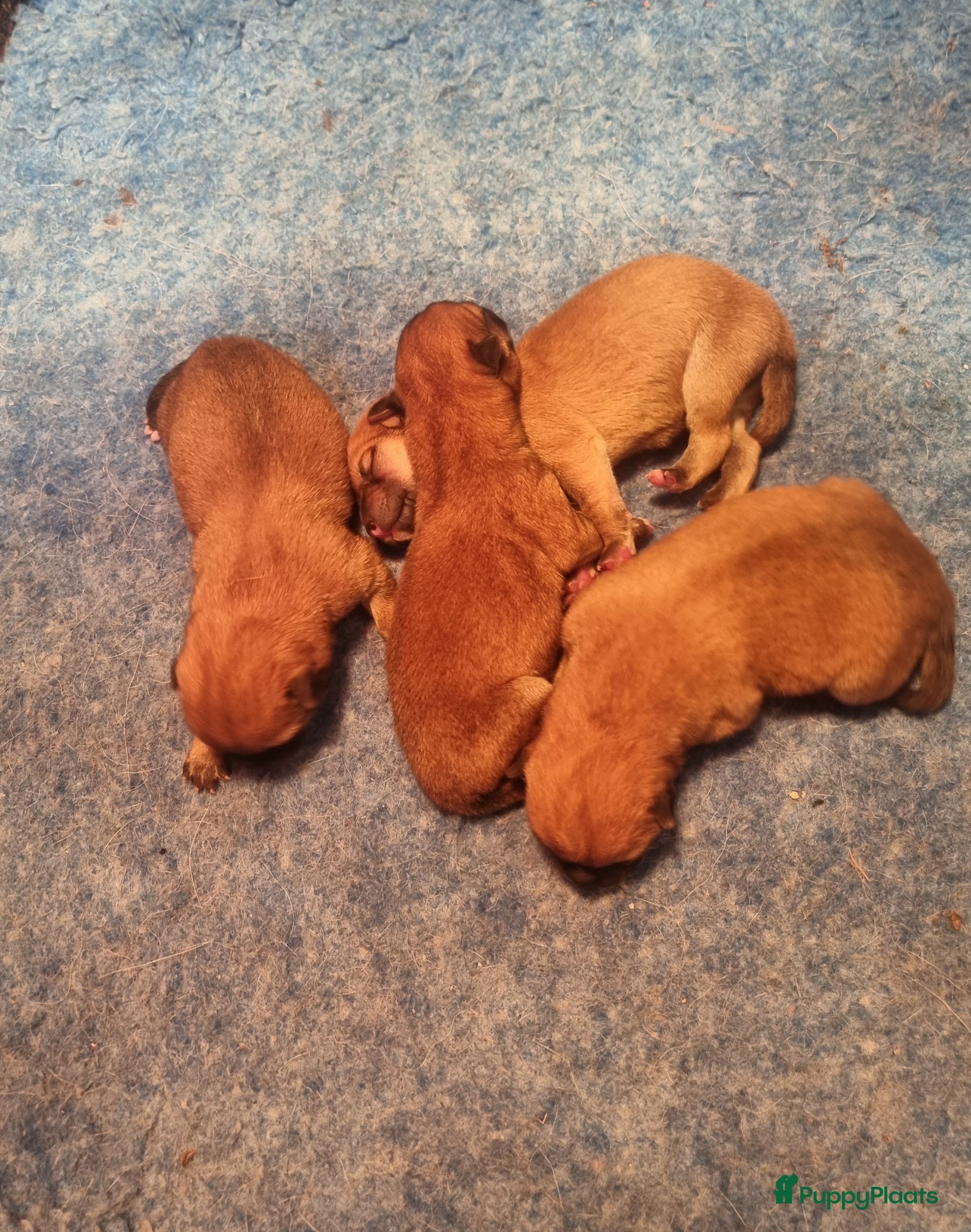Shiba honden te koop: Shiba-inu pups met f.c.i stamboom  - Advertentie 5