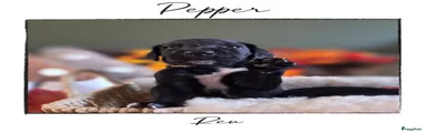 Pepper