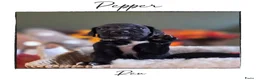 Kruising honden te koop: Prachtige Labradoodle x Dalmatiër puppy's! - Advertentie 34