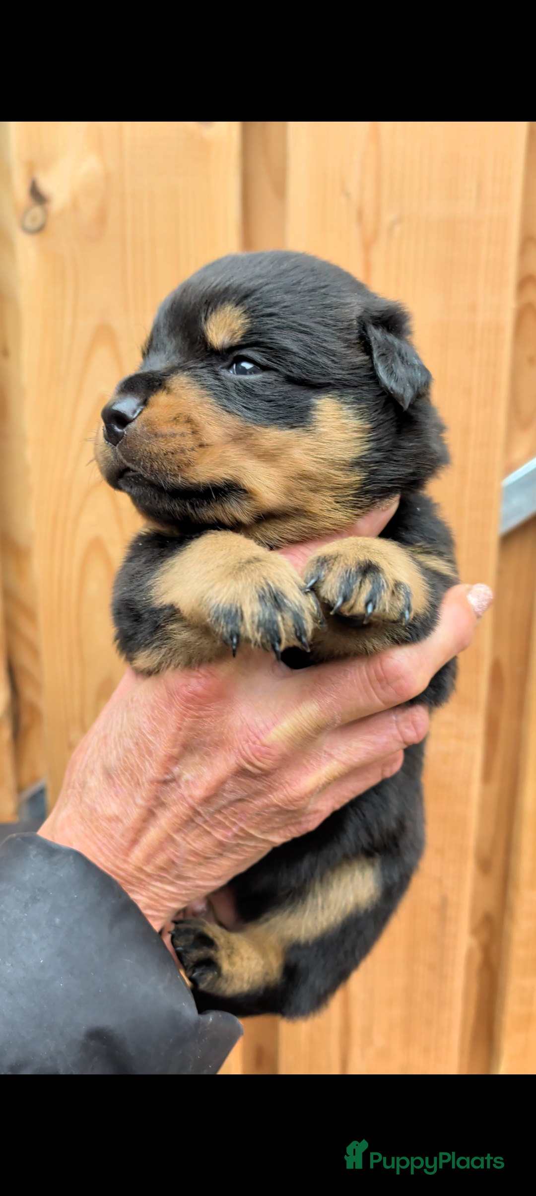 Rottweiler honden Zeer mooie rottweiler pups   - Advertentie 2