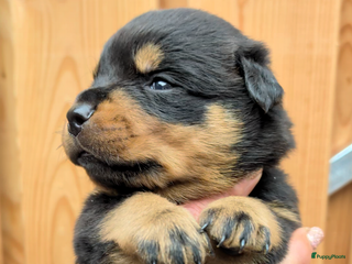 Rottweiler honden Zeer mooie rottweiler pups - Advertentie 1