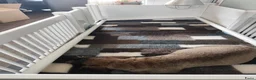 Ruwhaar Teckel honden te koop: Prachtige lieve ruwharige standaard teckel pups - Advertentie 23