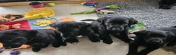 Labradoodle honden te koop: Laatste 2 labradoodles zoeken een eigen huisje - Advertentie 7