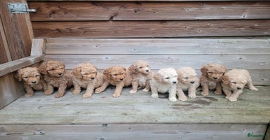 Kruising honden - Advertentie 6