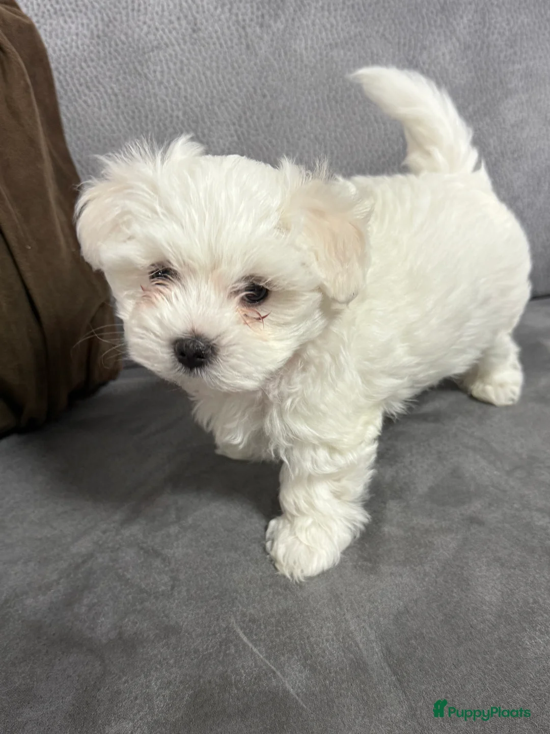 Maltezer honden te koop: Maltezer puppy  - Advertentie 3