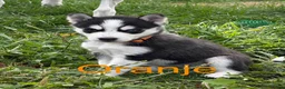 Kruising honden te koop: Husky pups - Advertentie 6