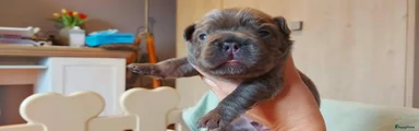 Franse Bulldog 2