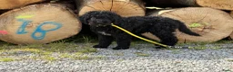 Barbet honden te koop: Barbet pups - Advertentie 3