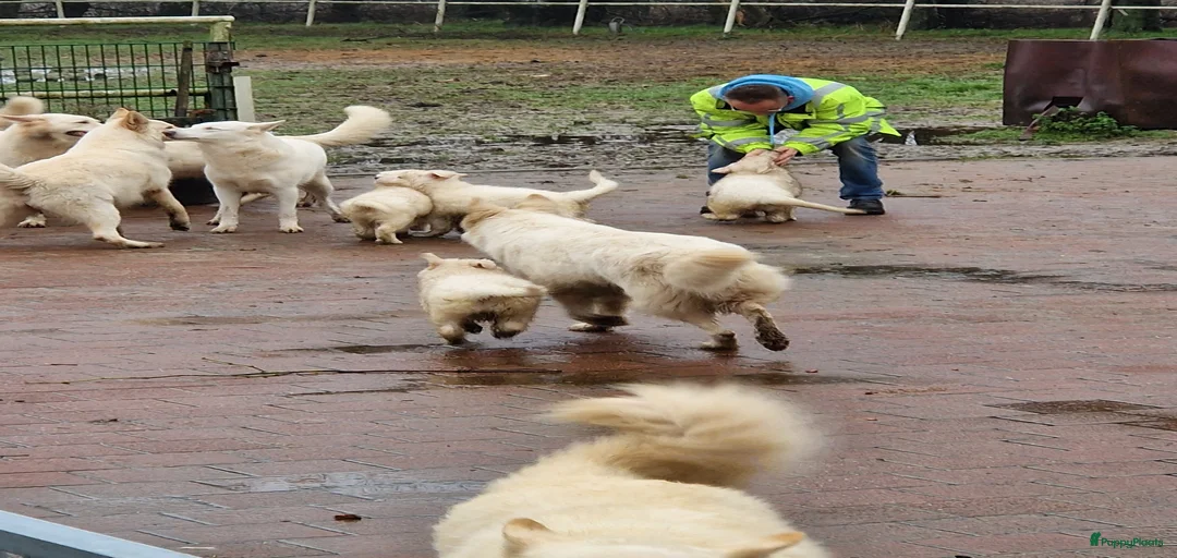 Galerij afbeelding {{count}}