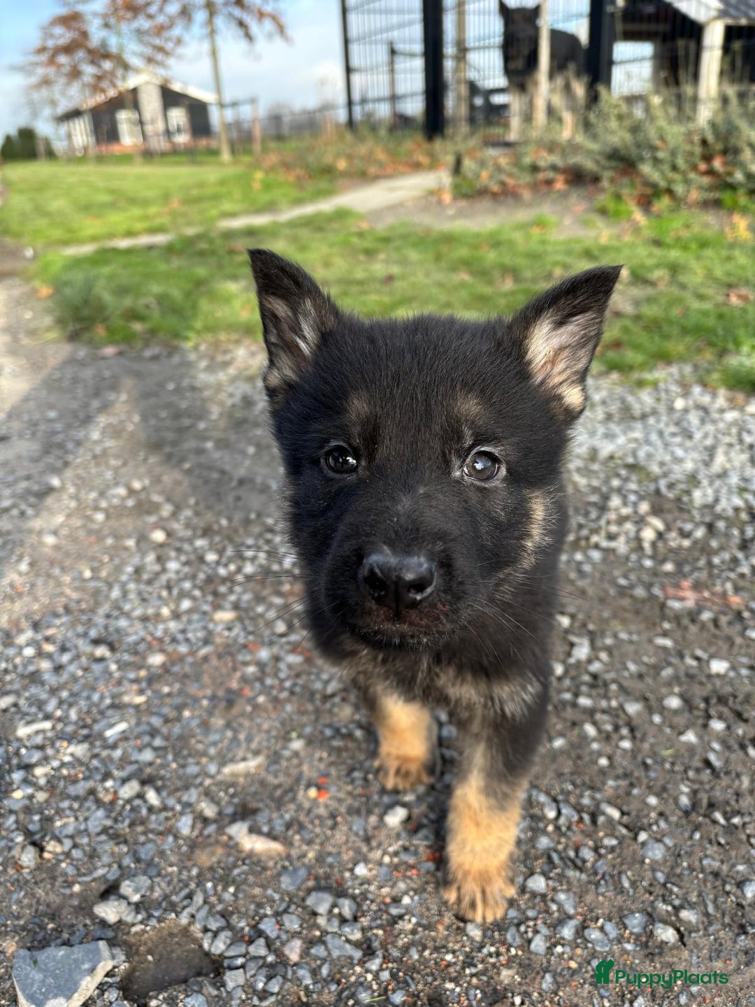 Duitse Herder honden te koop: Duitse herder pups -10 WK- nog 1 pup beschikbaar! - Advertentie 18