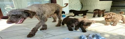 Labradoodle honden te koop: schattige chocof4 labradoodle pups ouders aanwezig - Advertentie 22