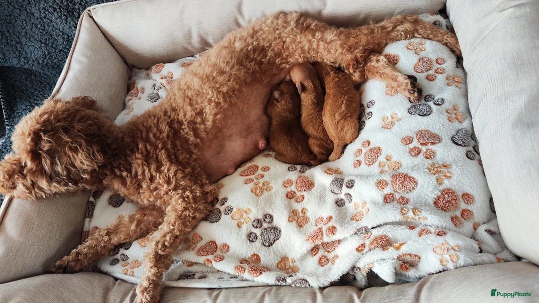 Poedel honden te koop: Dwergpoedelpups mini - Advertentie 2