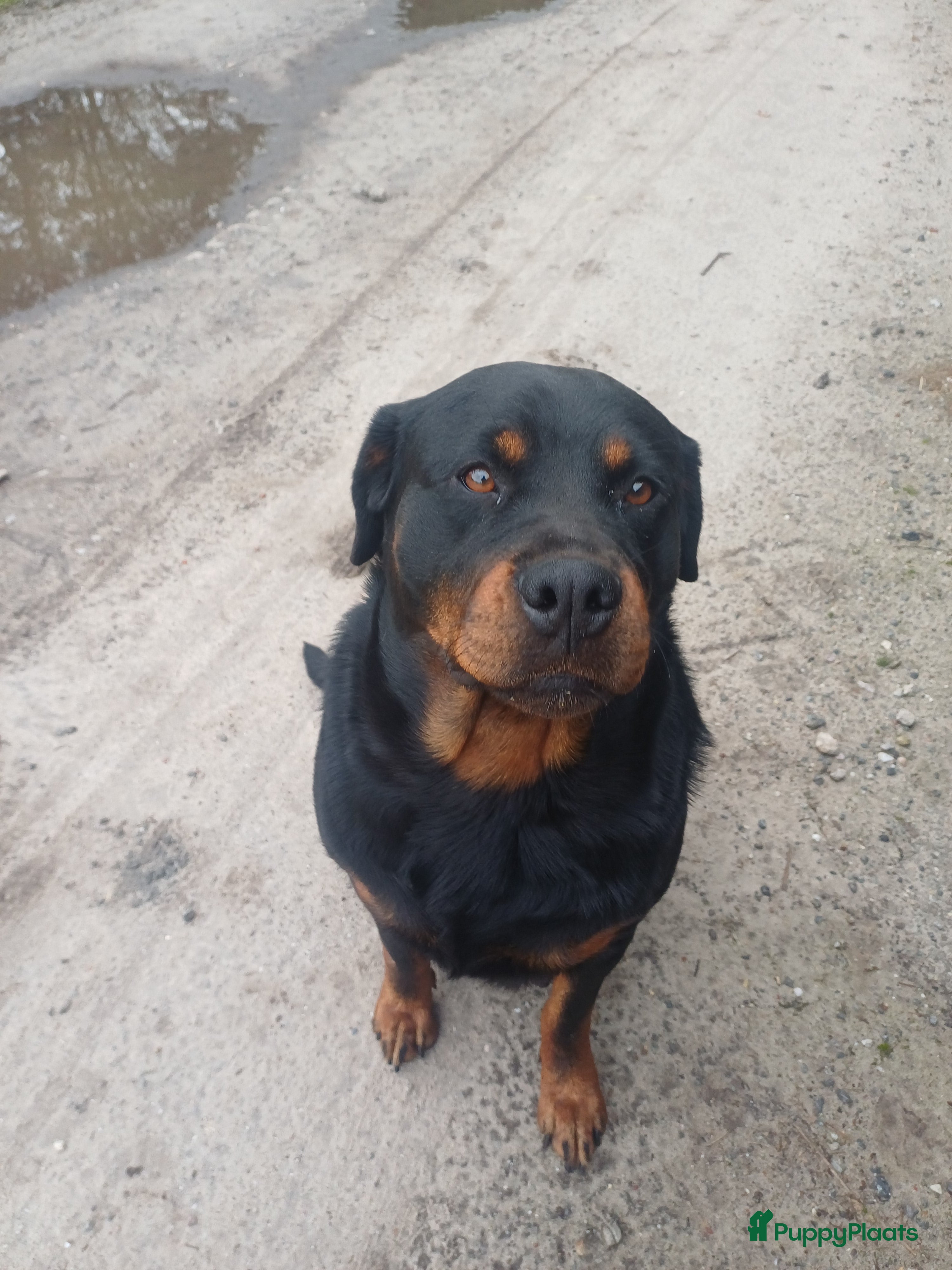 Rottweiler honden Mooie lieve rottweilerpups - Advertentie 1