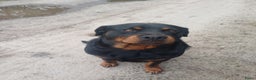 Rottweiler honden te koop: Mooie lieve rottweilerpups - Advertentie 1