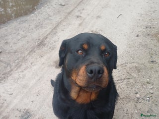 Rottweiler honden Mooie lieve rottweilerpups - Advertentie 1