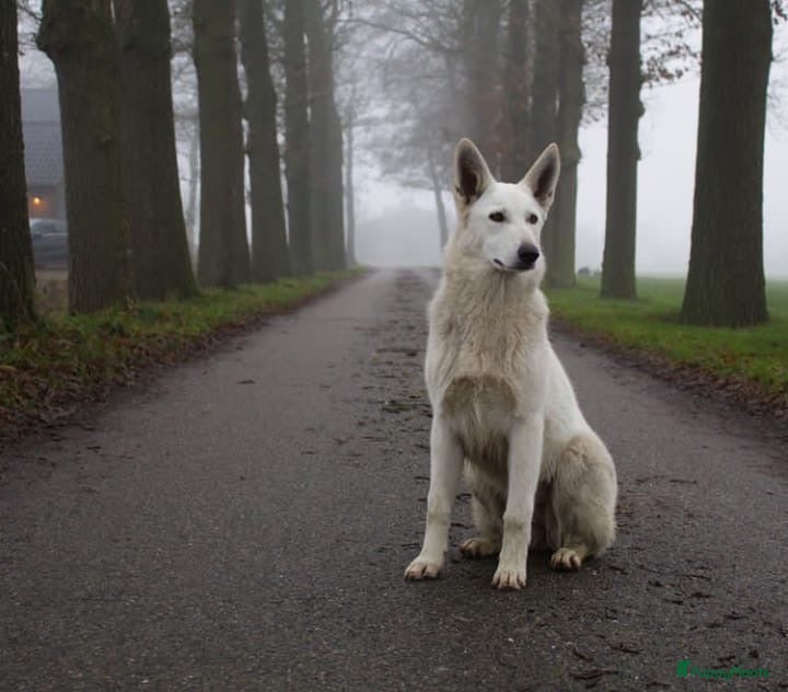 Zwitserse Witte Herdershond honden Zwitserse witte herder pups - Advertentie 1