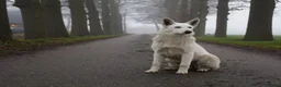 Zwitserse Witte Herdershond honden te koop: Zwitserse witte herder pups - Advertentie 1