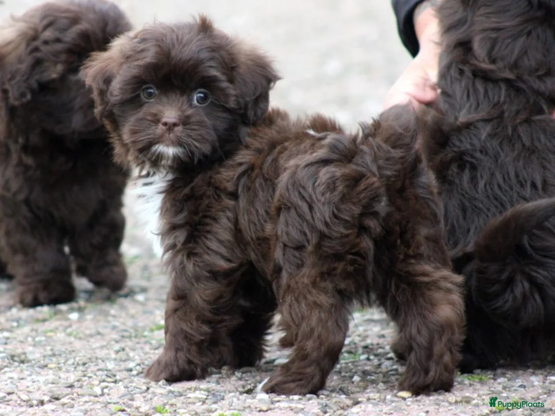 Kruising honden te koop: ChocoladeBruine Doodle pups - Advertentie 1