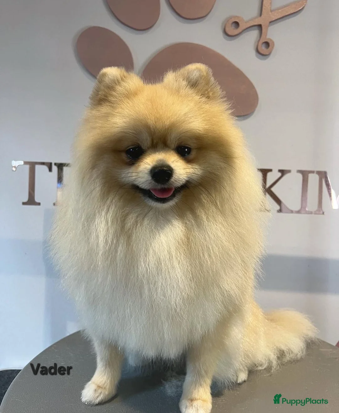 Pomeriaan honden te koop: 🐾 Pomeriaan pup 🐾 - Advertentie 11