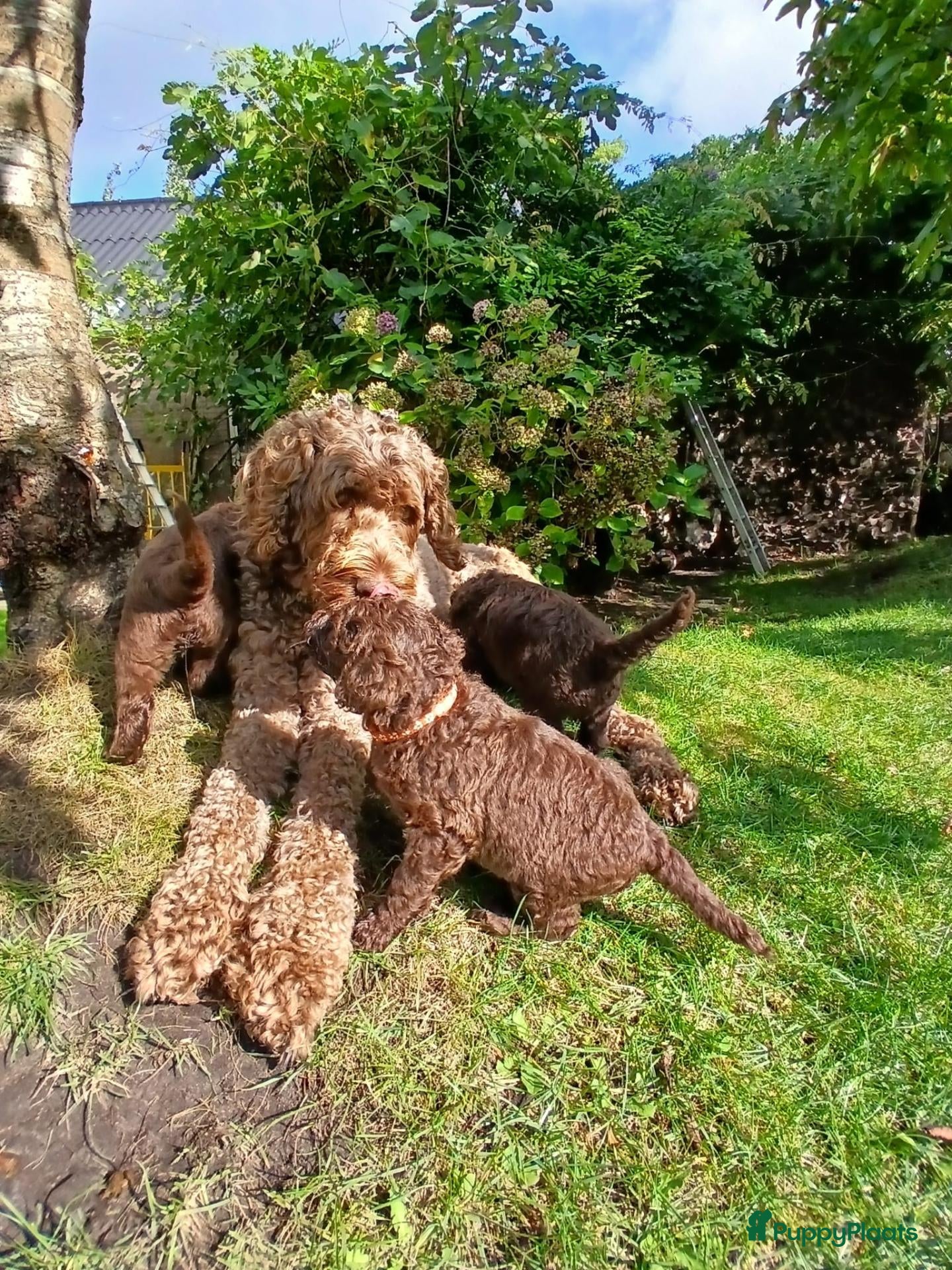 Labradoodle honden Prachtige chocolade‑bruine Labradoodle pups - Advertentie 16
