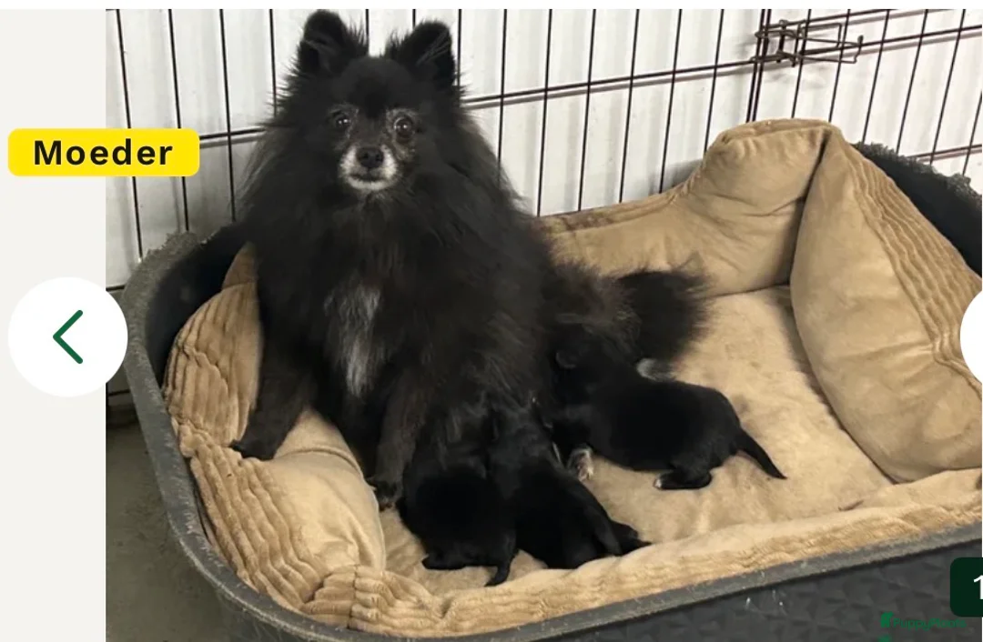 Kruising honden te koop: Pomapoo reu - Advertentie 1