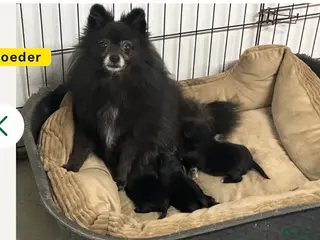 Kruising honden Pomapoo reu - Advertentie 1