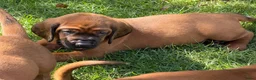Beierse Bergzweethond honden te koop: Hanoveraaanse zweethond pups - Advertentie 6