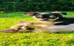 Chihuahua honden te koop: Mooie chihuahua pups in Budel - Afbeelding 12