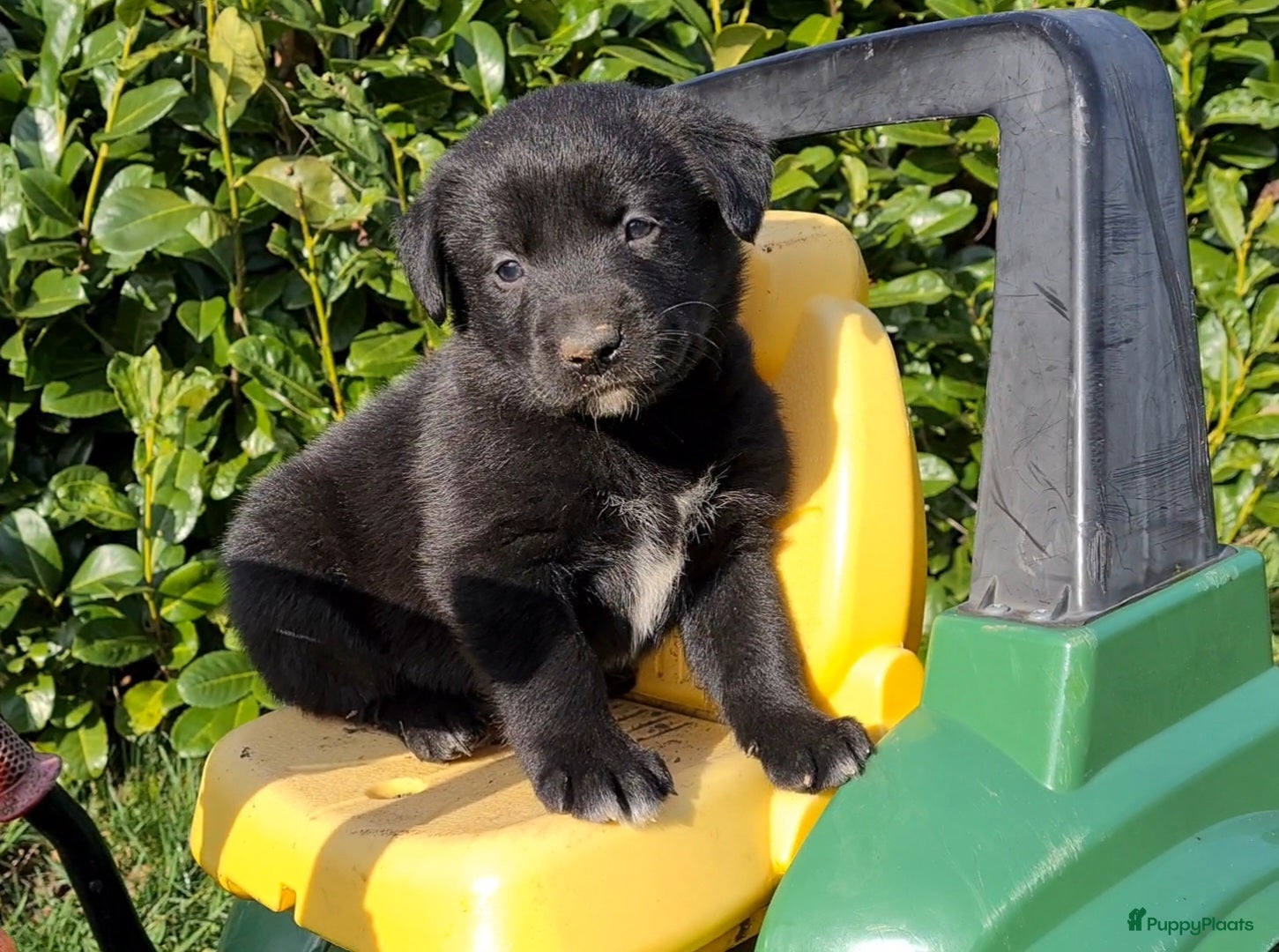 Kruising honden Unieke Borador pups F1 van Stamboom ouders - Advertentie 3