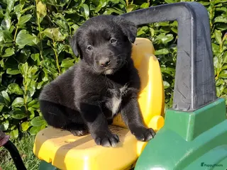 Kruising honden Unieke Borador pups F1 van Stamboom ouders - Advertentie 3