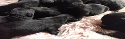 Labrador Retriever honden te koop: labrador pups, 5 teefjes en 3 reutjes beschikbaar. - Advertentie 6