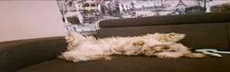 Kruising honden te koop: Net geboren, Boomer Pups 💙❤️(Shih-Tzu x Boomer) - Advertentie 17