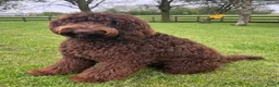 Labradoodle honden te koop: Multigen medium chocolade labradoodle pups - Advertentie 12