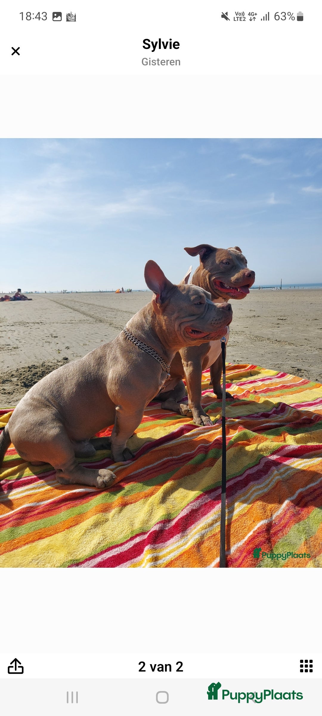 Amerikaanse Bully honden American Bully pup  - Advertentie 1