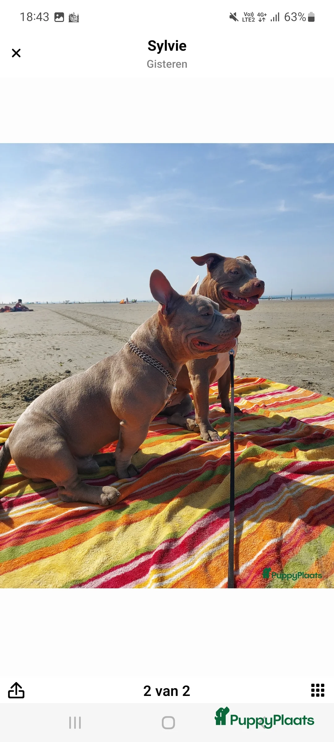 Amerikaanse Bully honden te koop: American Bully pup  - Advertentie 1