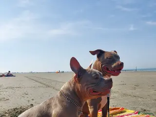 Amerikaanse Bully honden American Bully pup - Advertentie 1