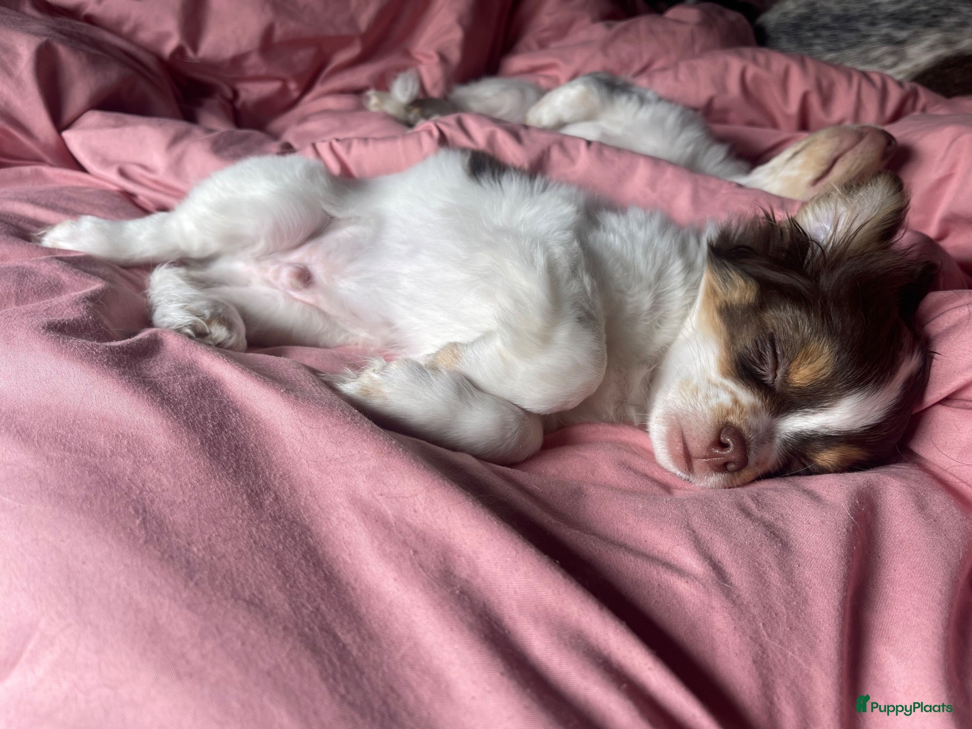 Chihuahua honden te koop: Prachtige chihuahua pups - Advertentie 15