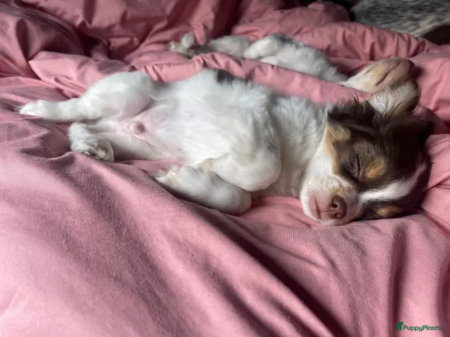 Chihuahua honden te koop: Prachtige chihuahua pups - Advertentie 15