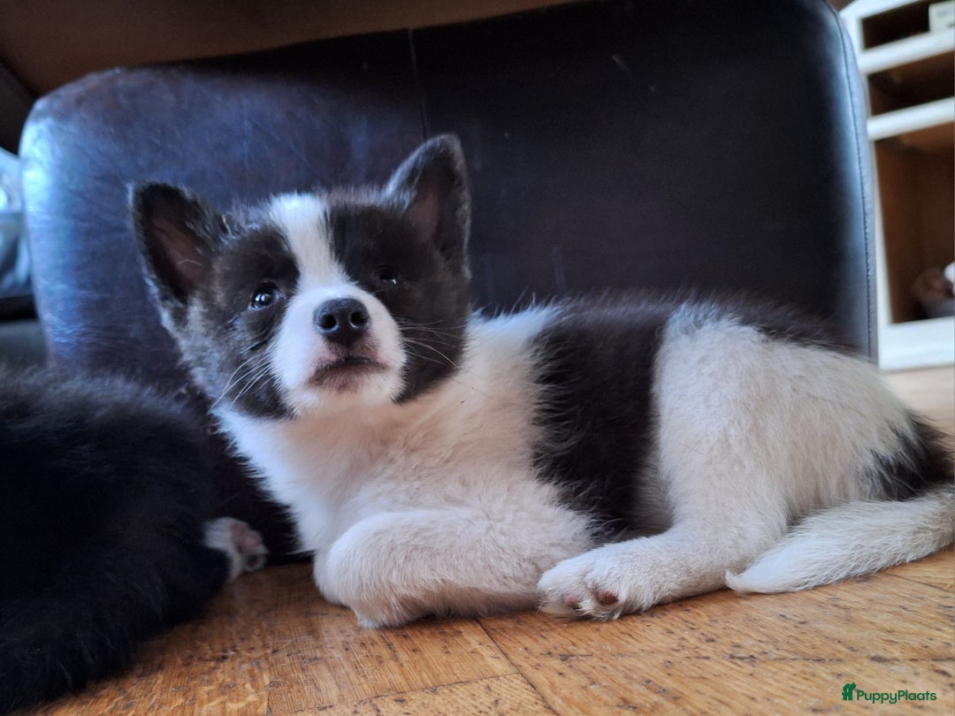 Pomsky honden te koop: Pomsky reutje Rocky  in Weert - Afbeelding 3