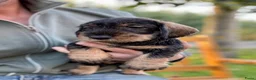 Ruwhaar Teckel honden te koop: Prachtige standaard ruwhaar pups - Advertentie 7