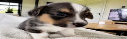 Welsh Corgi Cardigan honden te koop: Prachtige Welsh Corgi reu te koop - Advertentie 5