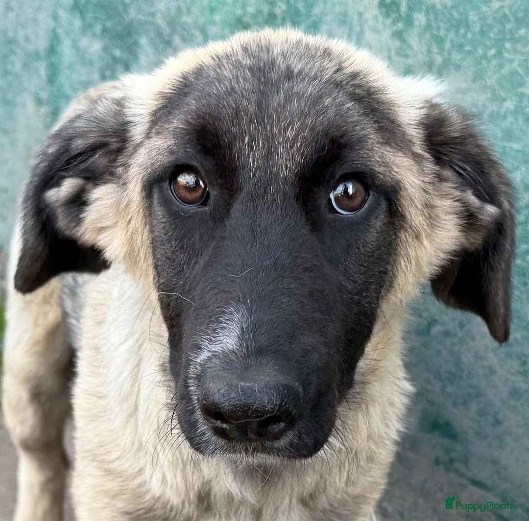 Anatolische Herdershond honden ter adoptie: Diesel - Advertentie 6