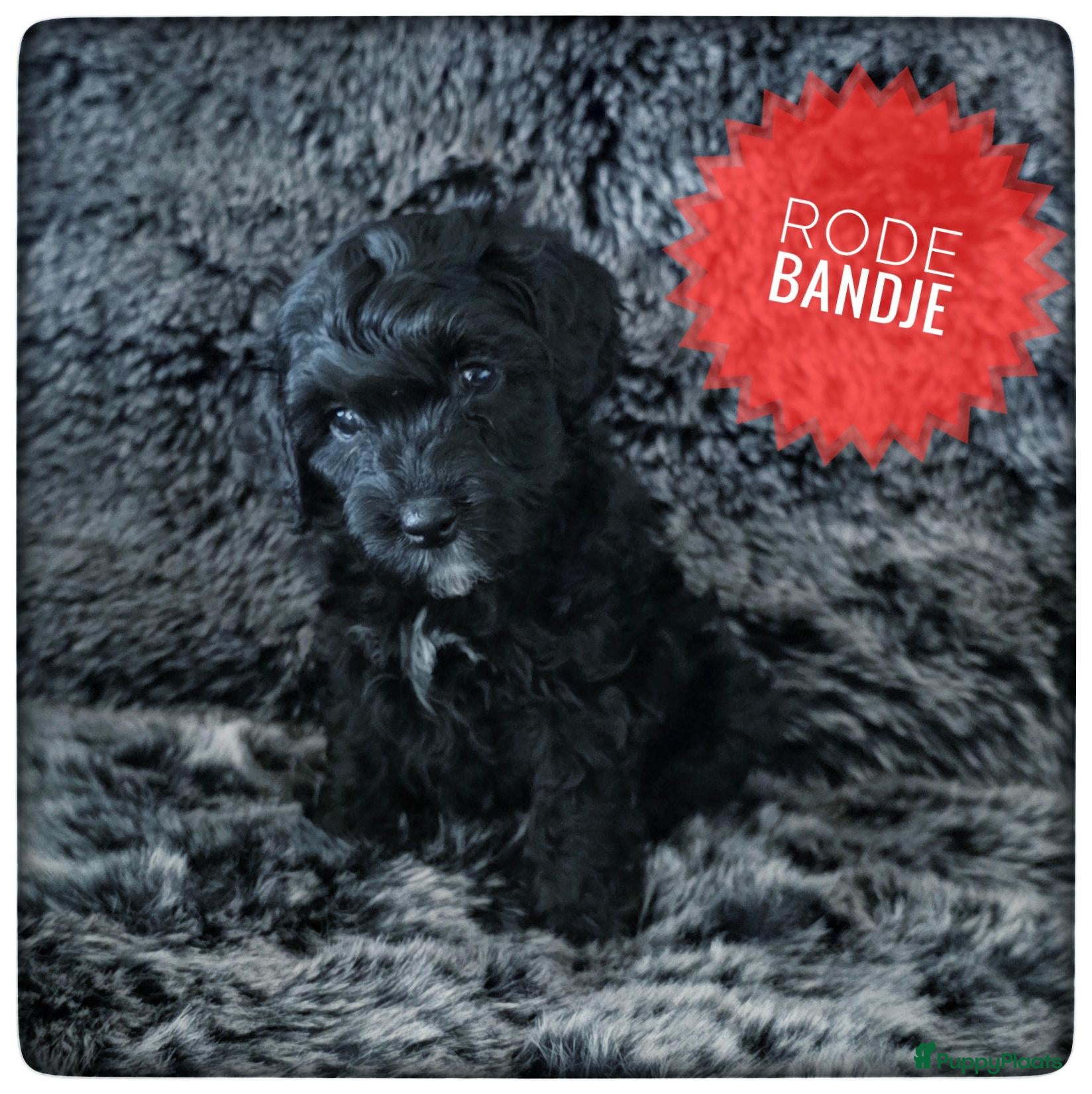 Labradoodle honden Mini labradoodle pups - Advertentie 1