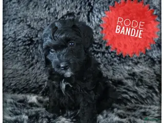 Labradoodle honden Mini labradoodle pups - Advertentie 1