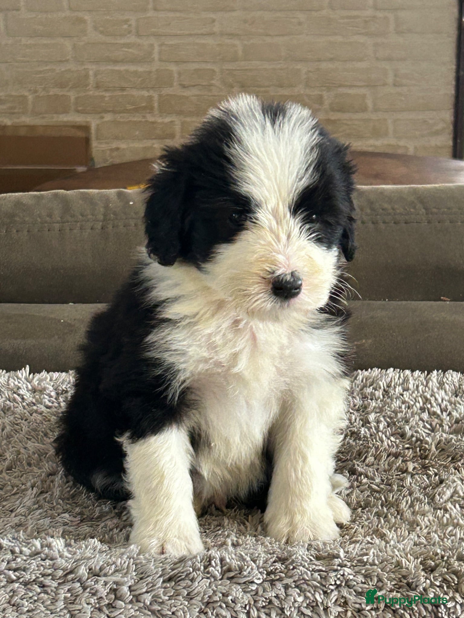 Bearded Collie honden Prachtige en lieve Bearded Collie pups  - Advertentie 1