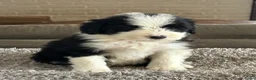 Bearded Collie honden te koop: Prachtige en lieve Bearded Collie pups  - Advertentie 1