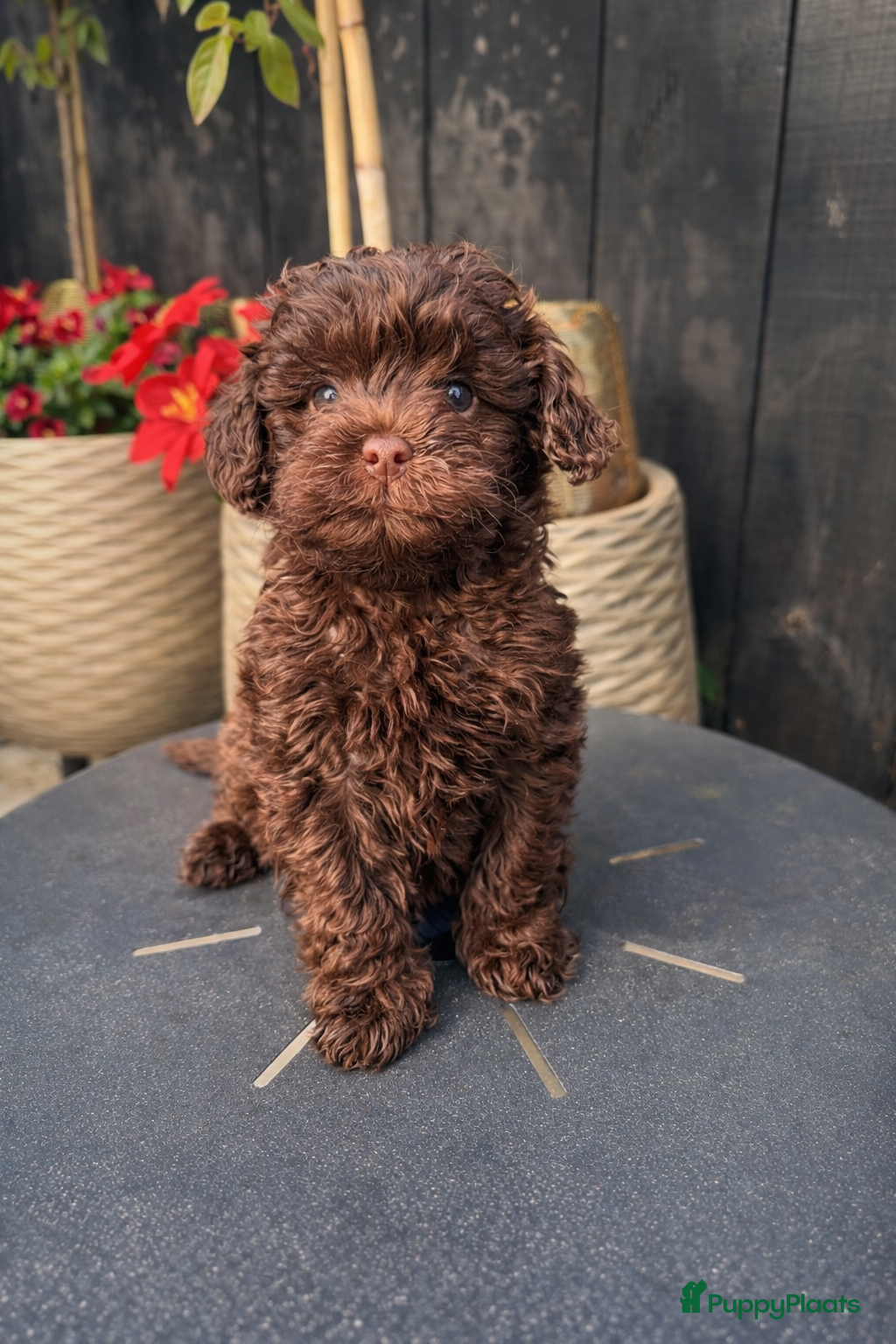 Maltipoo honden Maltipoo pup - Advertentie 1