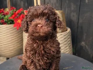 Maltipoo honden Maltipoo pup - Advertentie 1