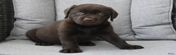 Labrador Retriever honden te koop: Chocolade bruine labrador pups met stamboom ! - Advertentie 2